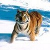 brightvisitor75